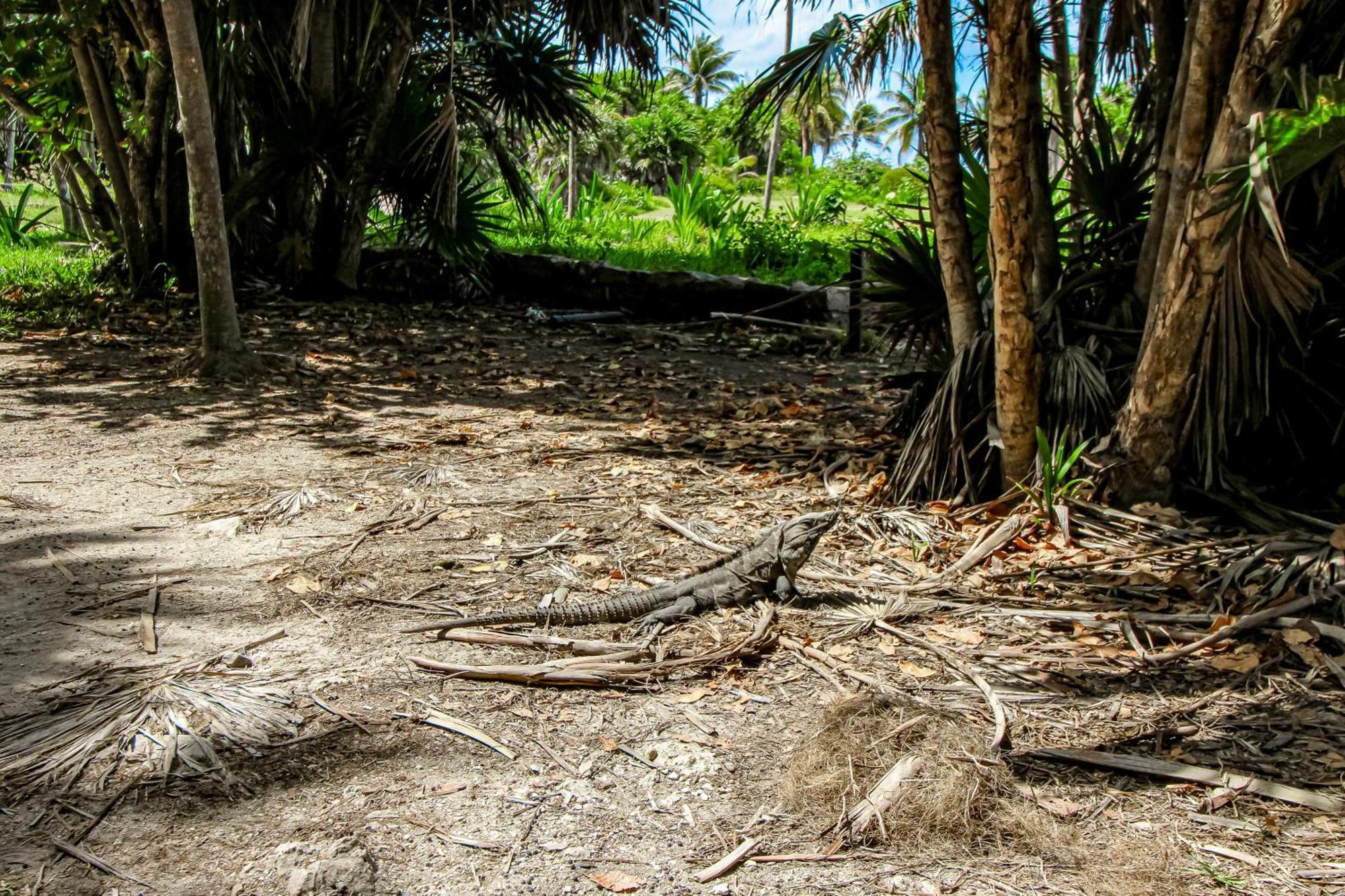 Miraluna B223 At Luum Zama Tulum Esterno foto
